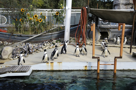 'Welt-Pinguin-Tag / World Penguin Day'-Bodypainting