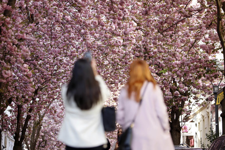 Symbolfoto Bonner Kirschblüte