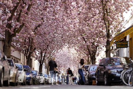 Symbolfoto Bonner Kirschblüte