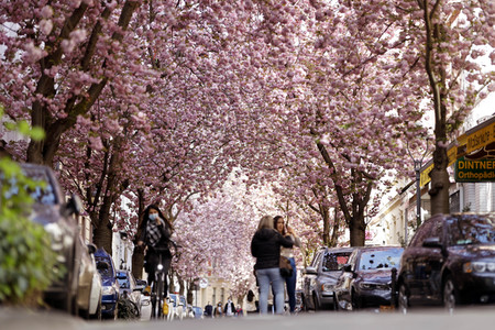 Symbolfoto Bonner Kirschblüte