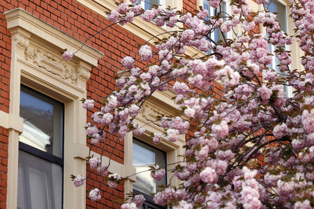 Symbolfoto Bonner Kirschblüte