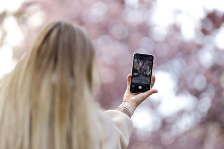 Symbolfoto Bonner Kirschblüte