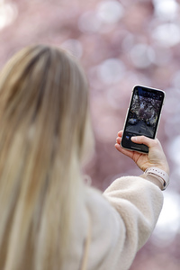 Symbolfoto Bonner Kirschblüte