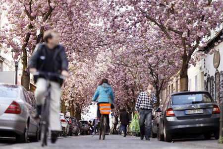 Symbolfoto Bonner Kirschblüte