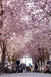 Symbolfoto Bonner Kirschblüte