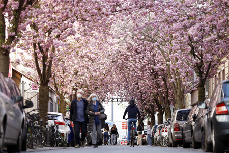 Symbolfoto Bonner Kirschblüte