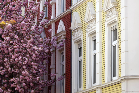 Symbolfoto Bonner Kirschblüte