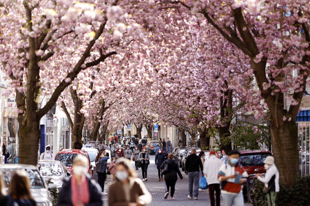 Symbolfoto Bonner Kirschblüte