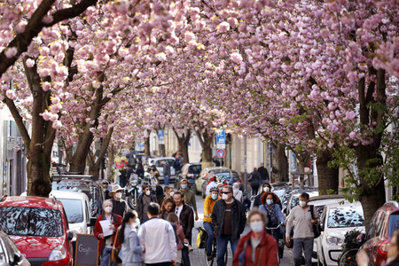 Symbolfoto Bonner Kirschblüte