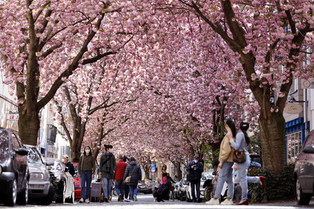 Symbolfoto Bonner Kirschblüte
