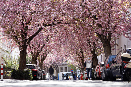Symbolfoto Bonner Kirschblüte