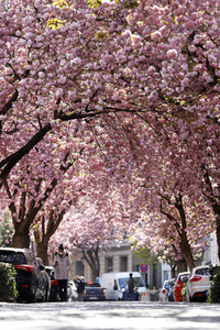 Symbolfoto Bonner Kirschblüte