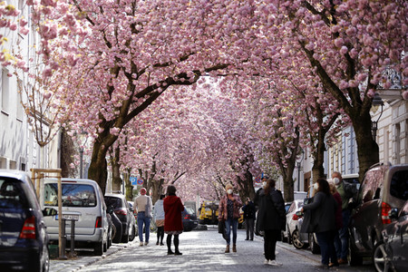 Symbolfoto Bonner Kirschblüte