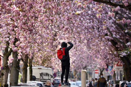 Symbolfoto Bonner Kirschblüte