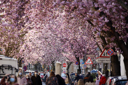 Symbolfoto Bonner Kirschblüte