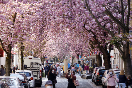 Symbolfoto Bonner Kirschblüte