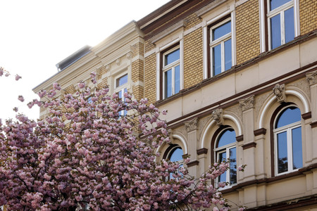 Symbolfoto Bonner Kirschblüte
