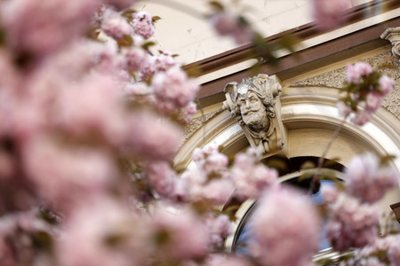 Symbolfoto Bonner Kirschblüte