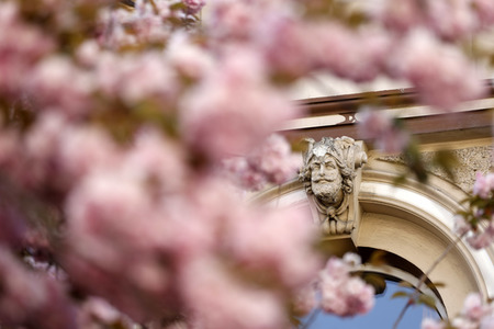 Symbolfoto Bonner Kirschblüte