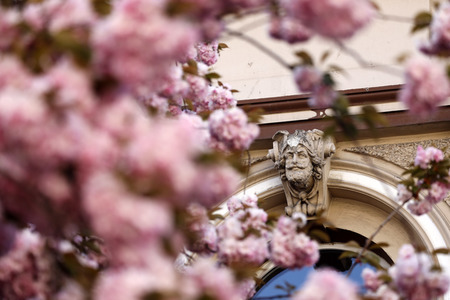 Symbolfoto Bonner Kirschblüte