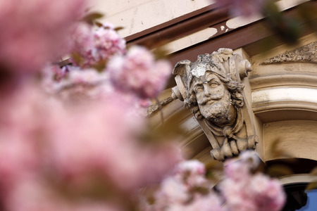 Symbolfoto Bonner Kirschblüte