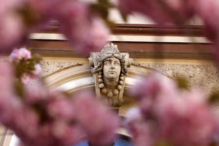 Symbolfoto Bonner Kirschblüte