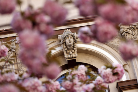 Symbolfoto Bonner Kirschblüte