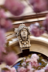 Symbolfoto Bonner Kirschblüte