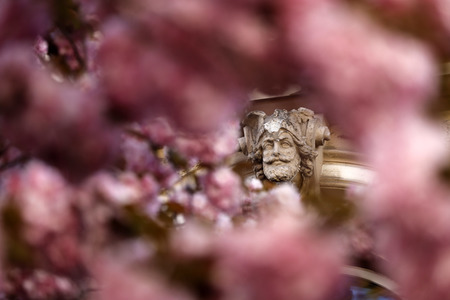 Symbolfoto Bonner Kirschblüte