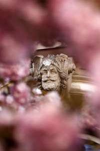 Symbolfoto Bonner Kirschblüte