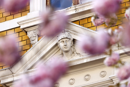 Symbolfoto Bonner Kirschblüte