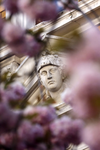 Symbolfoto Bonner Kirschblüte