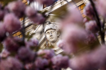 Symbolfoto Bonner Kirschblüte