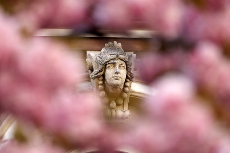 Symbolfoto Bonner Kirschblüte