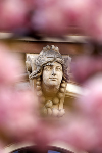 Symbolfoto Bonner Kirschblüte