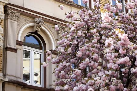 Symbolfoto Bonner Kirschblüte