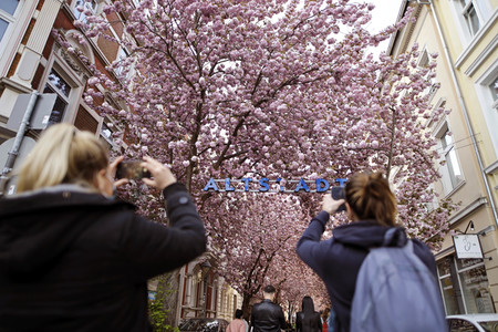 Symbolfoto Bonner Kirschblüte
