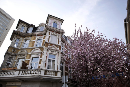 Symbolfoto Bonner Kirschblüte