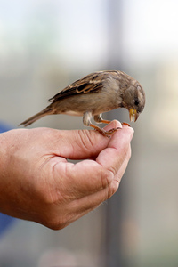 Symbolfoto Vögel füttern