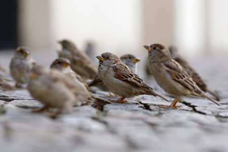Symbolfoto Vögel füttern
