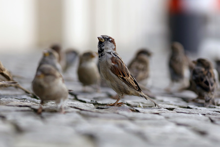 Symbolfoto Vögel füttern