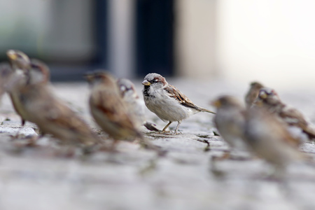 Symbolfoto Vögel füttern