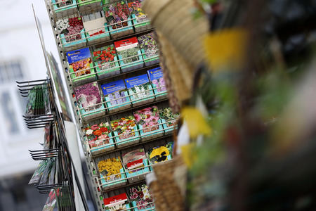 Symbolfoto Blumensamen