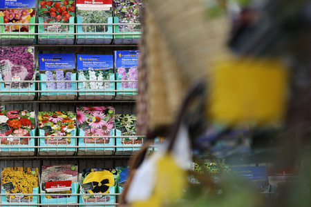 Symbolfoto Blumensamen