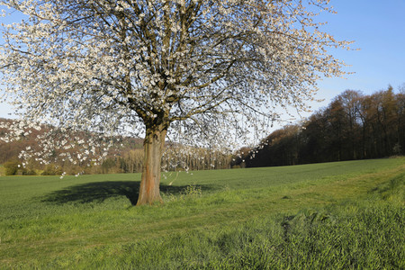 NATURE ART: Kirschblüte / Cherry Blossom Bodypainting