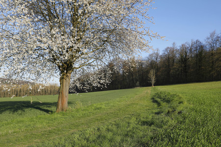 NATURE ART: Kirschblüte / Cherry Blossom Bodypainting