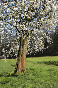 NATURE ART: Kirschblüte / Cherry Blossom Bodypainting