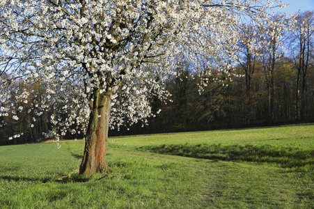NATURE ART: Kirschblüte / Cherry Blossom Bodypainting