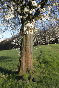NATURE ART: Kirschblüte / Cherry Blossom Bodypainting