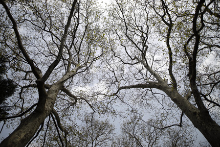 Der Melaten Friedhof in Köln